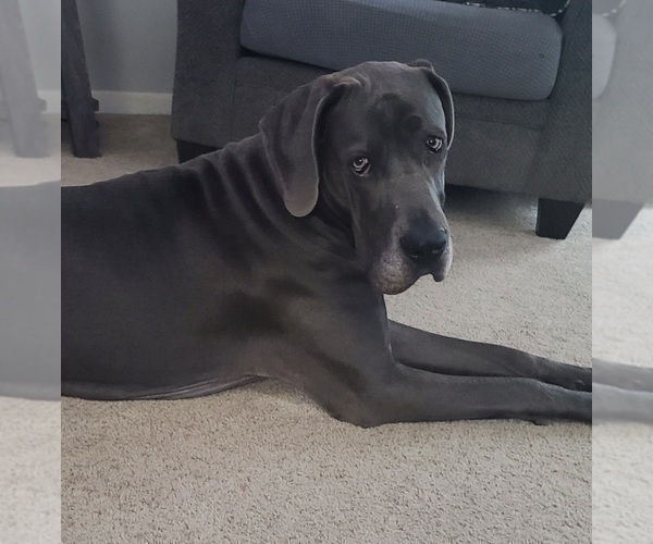 Medium Photo #1 Great Dane Puppy For Sale in CHESTERFIELD, MI, USA
