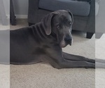 Small Photo #1 Great Dane Puppy For Sale in CHESTERFIELD, MI, USA