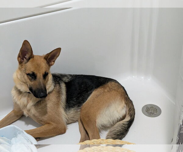 Medium Photo #5 German Shepherd Dog Puppy For Sale in Mechanicsburg, PA, USA