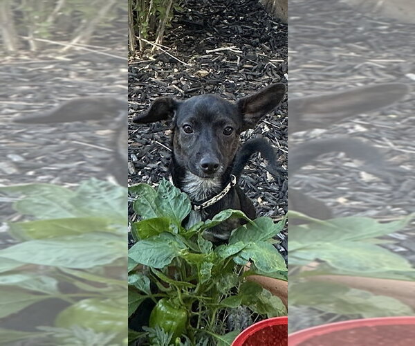 Medium Photo #11 Chiweenie Puppy For Sale in Sandy, UT, USA