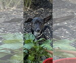 Small #10 Chiweenie
