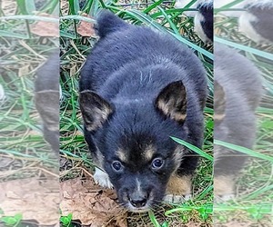 American Corgi Puppy for sale in POLAND, IN, USA