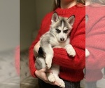 Small Photo #2 Siberian Husky Puppy For Sale in ROSEVILLE, CA, USA