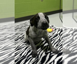 Mutt Dogs for adoption in Temple, TX, USA