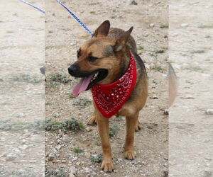 Tessa - Female Mutt Dog for Adoption - Photo #4
