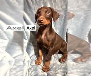 Doberman Pinscher Puppy for sale in POMEROY, OH, USA
