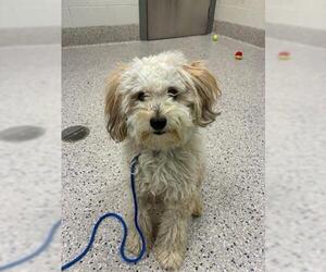 Poodle (Miniature) Dogs for adoption in Brighton, CO, USA