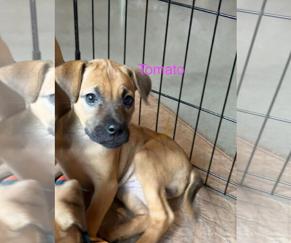 Medium Photo #1 Black Mouth Cur-Boxer Mix Puppy For Sale in Jackson Township, NJ, USA