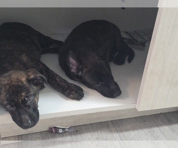 Medium Photo #9 Dutch Shepherd Dog-German Shepherd Dog Mix Puppy For Sale in HENDERSON, NV, USA