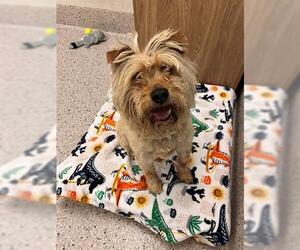 Mutt Dogs for adoption in Brighton, CO, USA