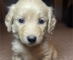 Puppy Honey Double Doodle