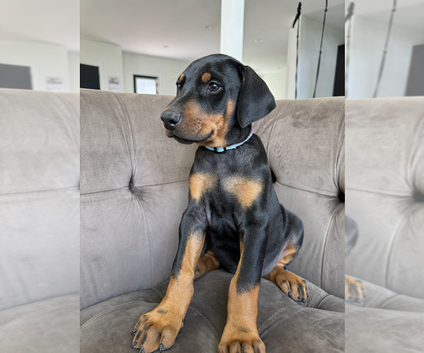 Medium Photo #20 Doberman Pinscher Puppy For Sale in PUYALLUP, WA, USA