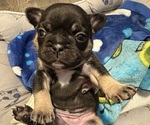 Puppy 1 blue collar French Bulldog
