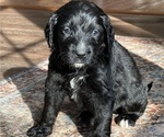 Small Photo #11 Bernedoodle Puppy For Sale in ADVANCE, NC, USA