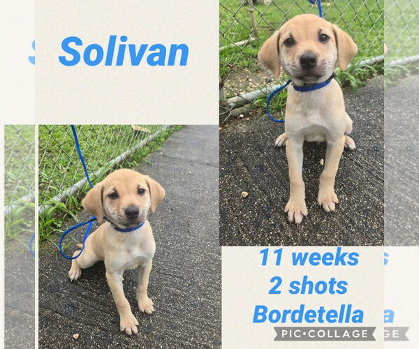 Medium Photo #2 Labrador Retriever-Unknown Mix Puppy For Sale in Virginia Beach, VA, USA