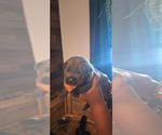 Small #7 Cane Corso