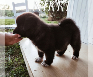 Akita Puppy for Sale in STRAFFORD, Missouri USA