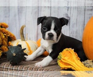 Boston Terrier Puppy for sale in FREDERICKSBG, OH, USA