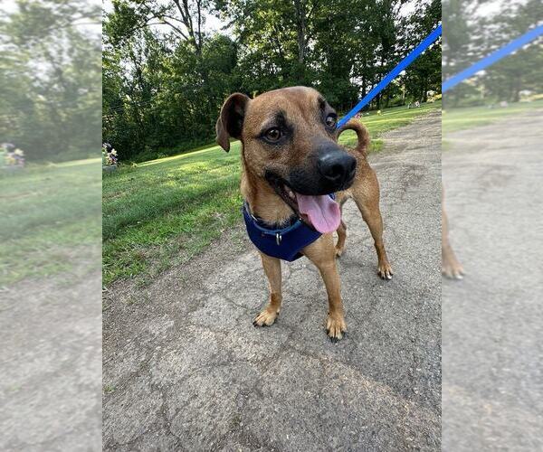Medium Photo #3 Mutt Puppy For Sale in Candler, NC, USA