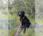 Small #16 Labrador Retriever