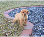 Small Photo #10 Labrador Retriever Puppy For Sale in SYRACUSE, IN, USA