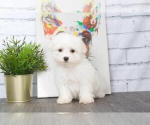 Maltese Puppy for sale in RED LION, PA, USA