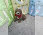 Puppy Puppy 1 Poodle (Miniature)