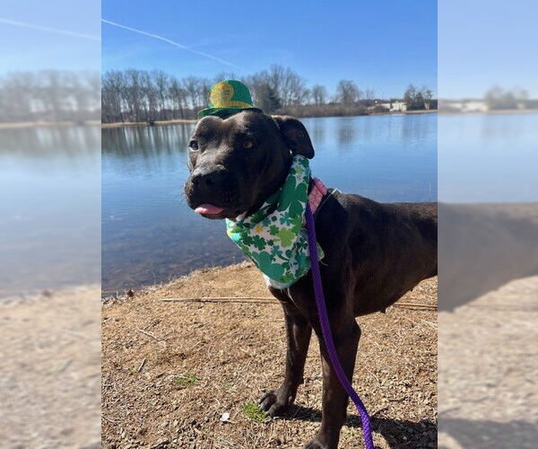 Medium Photo #9 American Pit Bull Terrier-Unknown Mix Puppy For Sale in Rockaway, NJ, USA