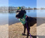 Small #8 American Pit Bull Terrier Mix