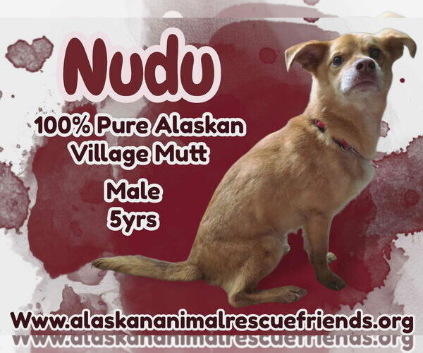 Medium Photo #1 Mutt Puppy For Sale in Anchorage, AK, USA