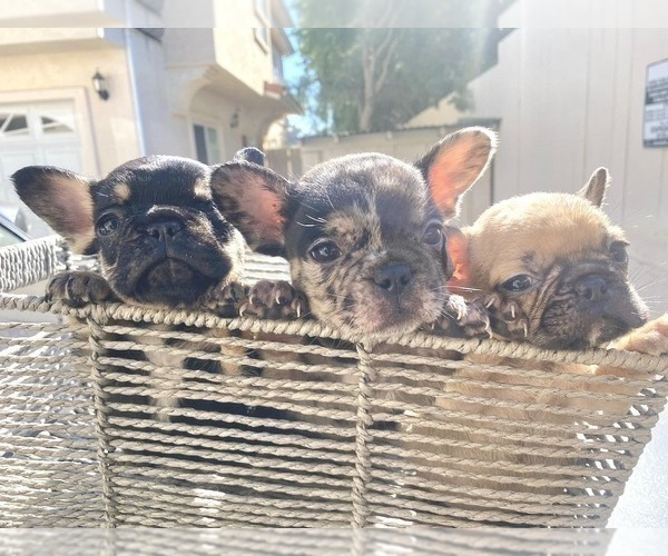 Medium Photo #5 French Bulldog Puppy For Sale in COLUMBUS, OH, USA