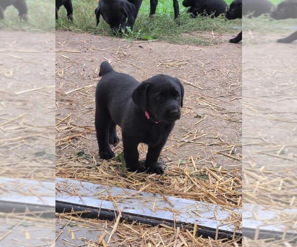 Medium Photo #12 Labrador Retriever Puppy For Sale in EDINBURG, VA, USA