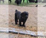 Small #11 Labrador Retriever