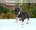 Small Photo #14 French Bulldog Puppy For Sale in DECATUR, GA, USA