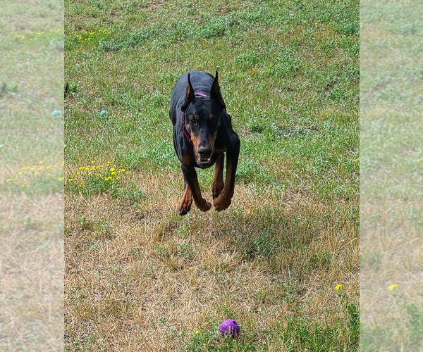 Medium Photo #6 Doberman Pinscher Puppy For Sale in Minneaoplis, MN, USA