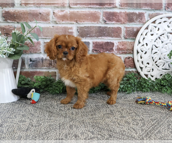 Medium Photo #5 Cavalier King Charles Spaniel Puppy For Sale in SYRACUSE, IN, USA