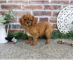 Small #4 Cavalier King Charles Spaniel