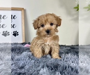 Maltipoo Puppy for sale in GREENFIELD, IN, USA