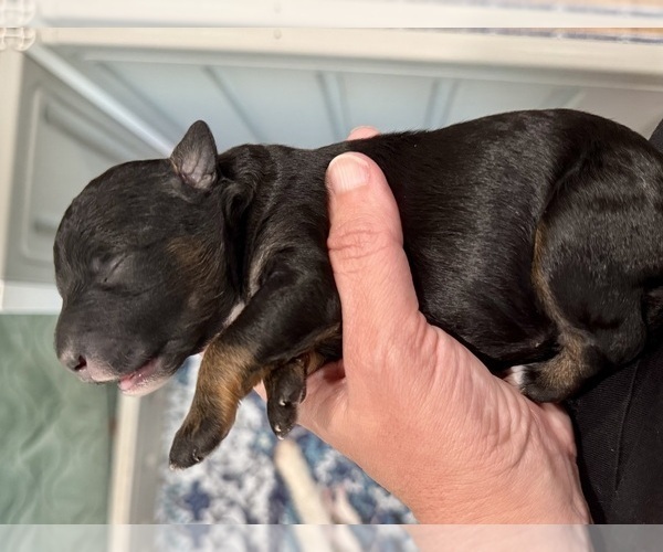 Medium Photo #9 Aussiedoodle Miniature  Puppy For Sale in ROCK HILL, SC, USA
