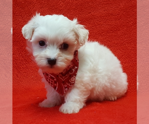 Medium Photo #2 Coton de Tulear Puppy For Sale in BUFFALO, MO, USA