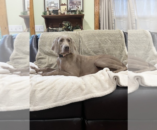 Medium Photo #9 Weimaraner Puppy For Sale in ELKTON, KY, USA
