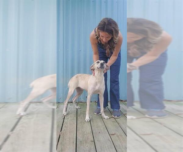 Medium Photo #16 Labrador Retriever-Unknown Mix Puppy For Sale in Murfreesboro, NC, USA