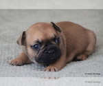 Small Photo #2 French Bulldog Puppy For Sale in WINNSBORO, TX, USA