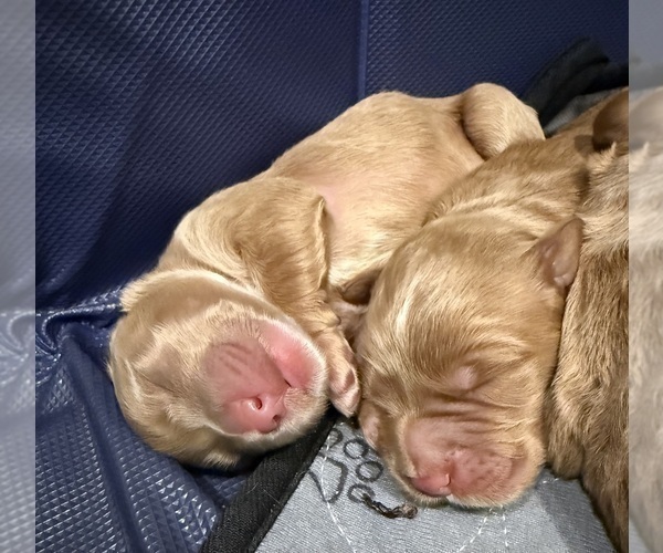 Medium Photo #9 Goldendoodle Puppy For Sale in ORANGEVALE, CA, USA