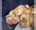 Small Photo #9 Goldendoodle Puppy For Sale in ORANGEVALE, CA, USA