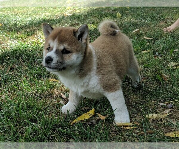 Medium Photo #3 Shiba Inu Puppy For Sale in MANHEIM, PA, USA