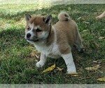 Small Photo #3 Shiba Inu Puppy For Sale in MANHEIM, PA, USA
