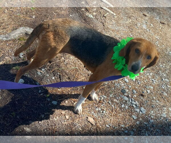 Medium Photo #13 Mutt Puppy For Sale in Murfreesboro, NC, USA