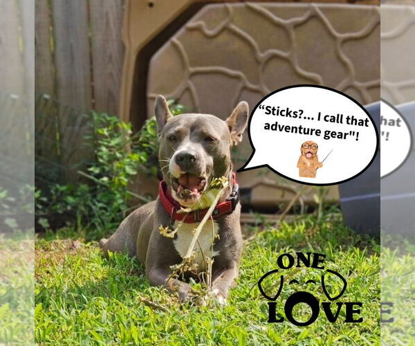 Medium Photo #30 Mutt Puppy For Sale in Mount Laurel, NJ, USA