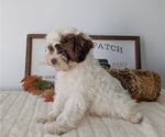Small Photo #43 ShihPoo Puppy For Sale in GOSHEN, IN, USA